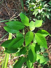 Triadica cochinchinensis