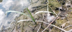 Sparganium emersum