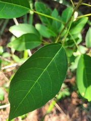 Triadica cochinchinensis
