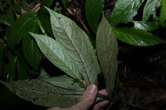 Elatostema reticulatum