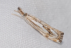 Catoptria falsella