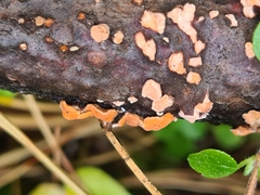 Aleurodiscus amorphus