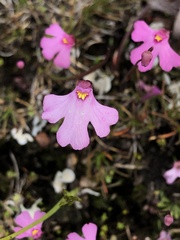 Utricularia multifida