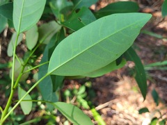 Triadica cochinchinensis