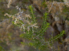 Cassinia sifton