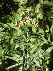 Asteromyia euthamiae