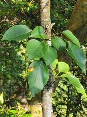 Pyrus pyrifolia