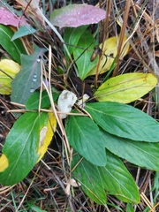 Viola gmeliniana