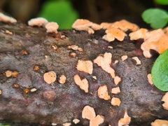 Aleurodiscus amorphus