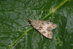 Eudonia mercurella