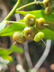 Ardisia quinquegona