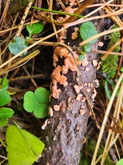 Aleurodiscus amorphus