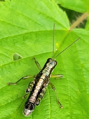 Booneacris glacialis