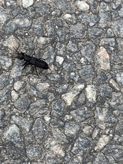 Ocypus olens