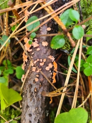 Aleurodiscus amorphus