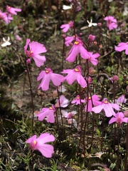 Utricularia multifida