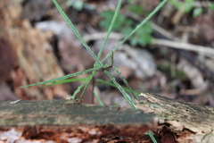 Parsonsia