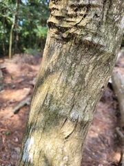 Glochidion acuminatum