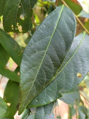 Glochidion acuminatum