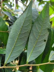 Glochidion acuminatum