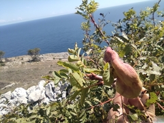 Baizongia pistaciae