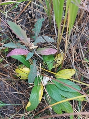 Viola gmeliniana