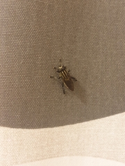 Orthoprosopa bilineata