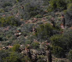 Aloe ferox