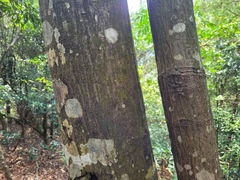 Lithocarpus brevicaudatus