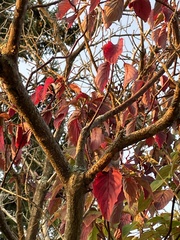 Cornus alternifolia