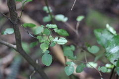 Streblus heterophyllus