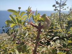 Baizongia pistaciae