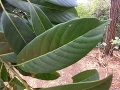 Lithocarpus brevicaudatus