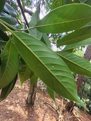 Lithocarpus brevicaudatus