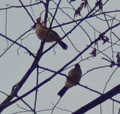 Pycnonotus aurigaster