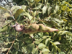 Baizongia pistaciae