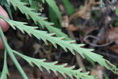 Asplenium flaccidum