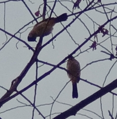 Pycnonotus aurigaster