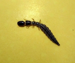 Raphidiidae