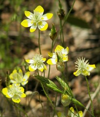 Platystemon californicus