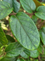 Lonicera hypoglauca