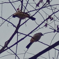 Pycnonotus aurigaster