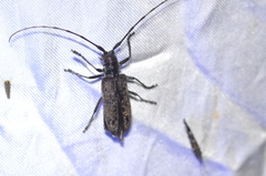 Monochamus maculosus