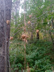 Lilium martagon pilosiusculum