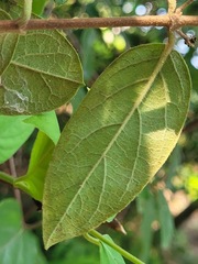 Lonicera hypoglauca