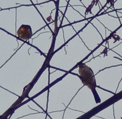 Pycnonotus aurigaster