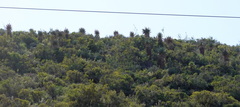 Aloe ferox