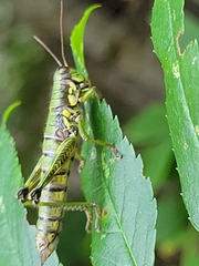 Booneacris glacialis
