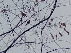 Pycnonotus aurigaster