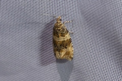 Celypha flavipalpana